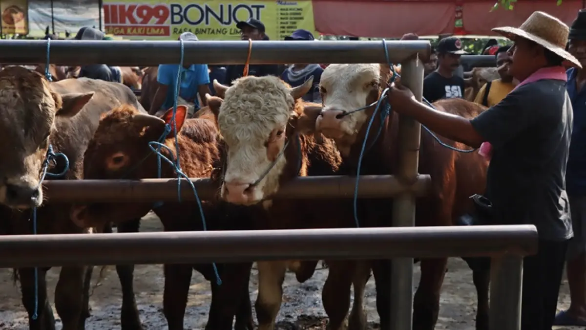 Harga Sapi Kurban di Sukoharjo Anjlok, Warga Beralih Beli Kambing dan Domba