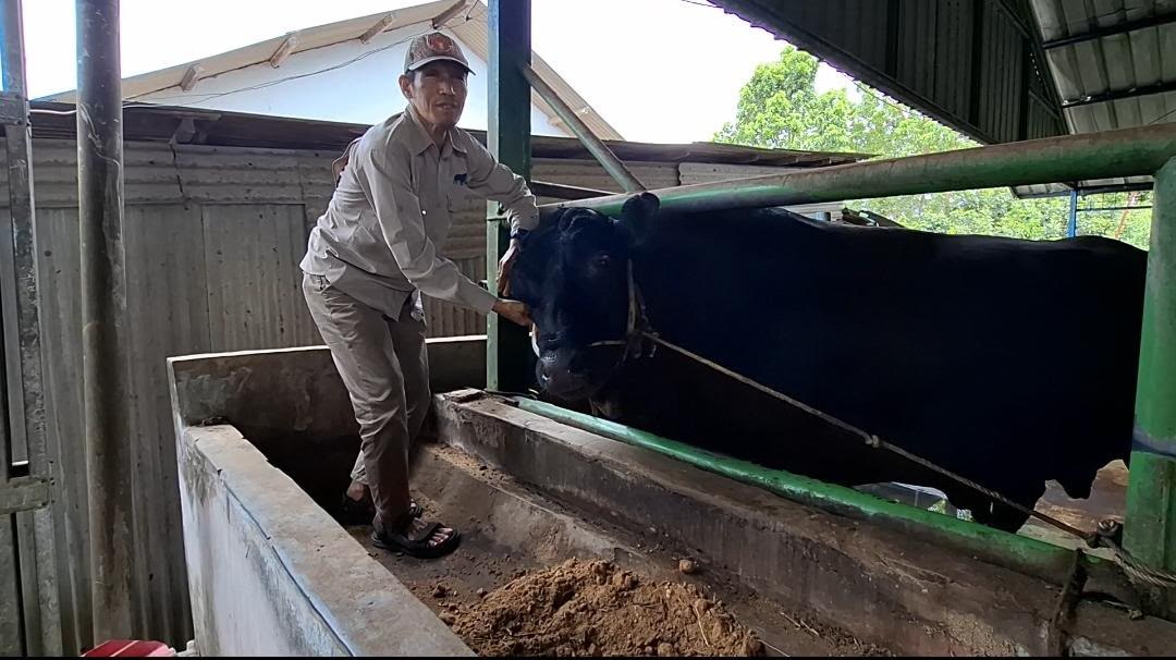Sapi Kurban Bantuan Presiden Prabowo di Pangkalpinang Berbobot 898 Kg, Dipantau Dokter Hewan Dua Hari Sekali