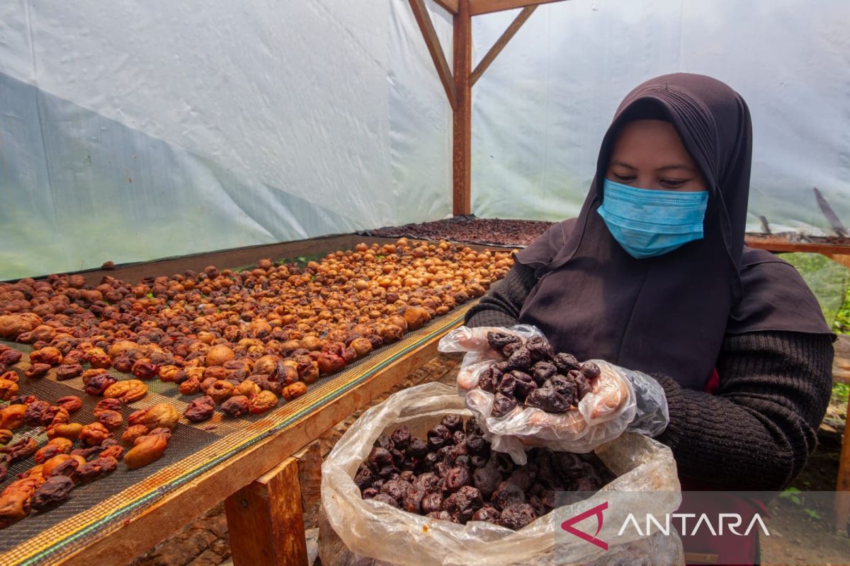 Universitas Andalas Padang Kaji Sistem Pertanian Tradisional Minangkabau 'Parak' untuk Hadapi Perubahan Iklim