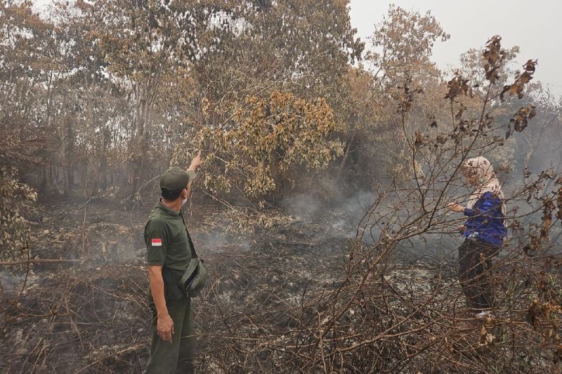 BKSDA Sampit Selidiki Kemunculan Orang Utan di Kebun Karet Kota Besi Hulu, Temukan Dua Sarang di Lahan Terbakar