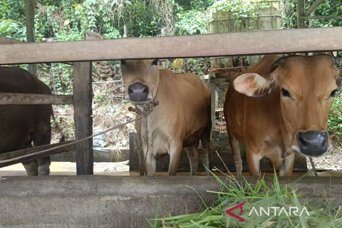 DPKH Kaltim Siapkan Strategi Hadapi Kemarau, Peternak Sapi dan Kambing Diminta Segera Awetkan Pakan