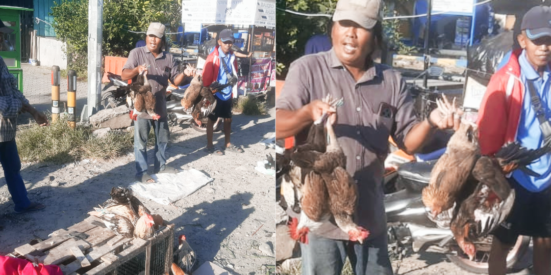 Harga Ayam Kampung di Polman Tembus Rp 200 Ribu Per Ekor Jelang Idul Adha 1447 H, Pedagang Sebut Biaya Pakan Naik