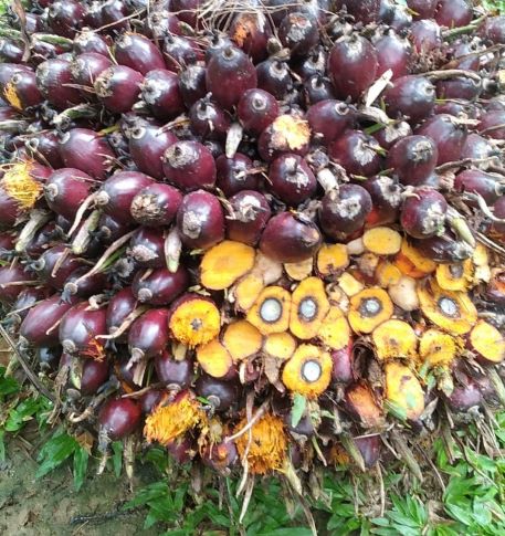 Harga TBS Kelapa Sawit di 15 Daerah Sumut Anjlok Pekan Ini, Petani Kecil Khawatir Tak Mampu Beli Pupuk
