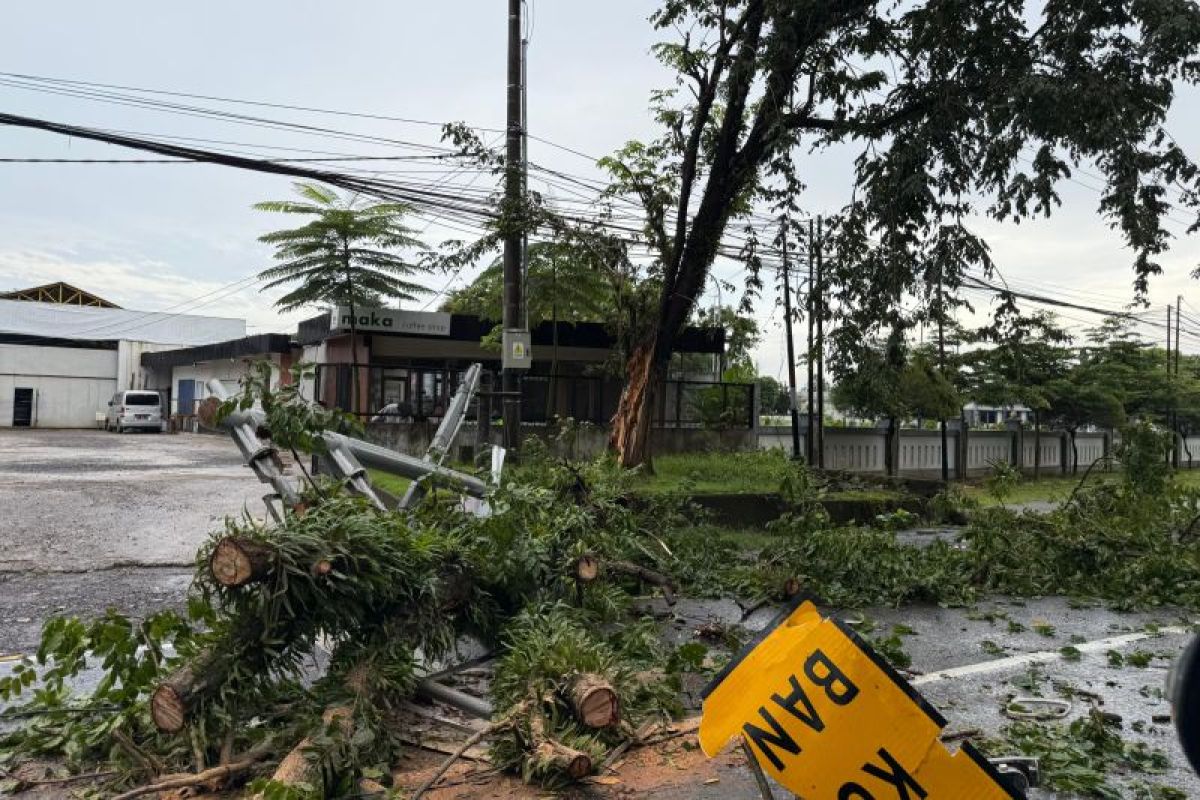 Pemkot Makassar Kerahkan Tim Arborist Selamatkan Pohon di Kawasan Revitalisasi Karebosi