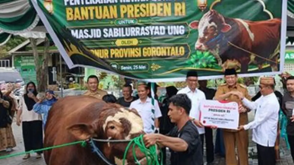 Sapi Kurban Presiden Prabowo untuk Gorontalo Berasal dari Peternak Lokal, Disalurkan ke 6 Kabupaten/Kota