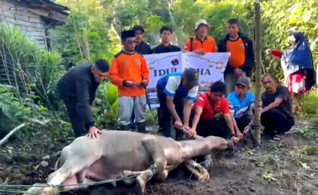 UAR dan YEIF Salurkan 8 Ekor Hewan Qurban untuk Korban Bencana di Aceh dan Langkat Sumut