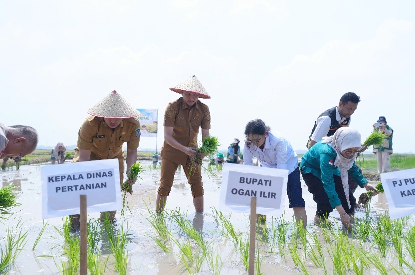 Bupati Ogan Ilir Pimpin Langsung Tanam Padi di Indralaya, Target Produksi Pangan Hadapi El Nino