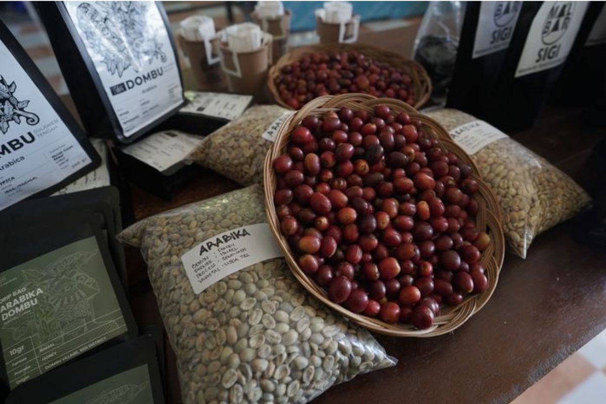 Menelusuri Kopi Sulawesi Tengah: Pilihan Kulawi dan Napu untuk Oleh-Oleh