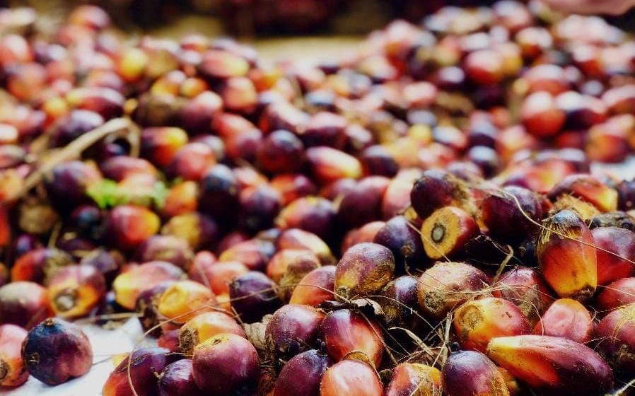 Harga TBS Sawit Mitra Plasma di Sumut Naik Rp 87-Rp 101 per Kg per 1 Juli 2026, Petani Tua Paling Untung