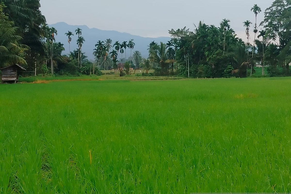 Produksi Padi Agam Capai 77.612 Ton dalam Enam Bulan, Pemkab Fokus Rehabilitasi Lahan Pascabencana