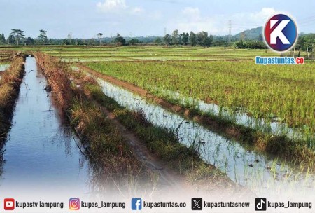 Target Produksi Gabah Musim Gadu 2026 di Lampung Timur Capai 138.004 Ton, Petani Diingatkan Waspada Hama Tikus