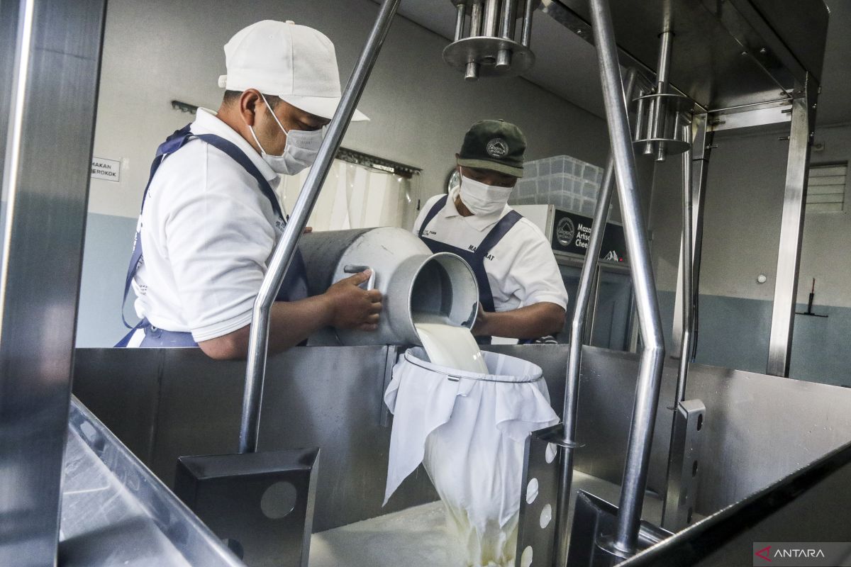 Pabrik Keju Artisan di Sleman Serap Susu Peternak Lokal, Produksi Capai Ratusan Kilogram Per Hari