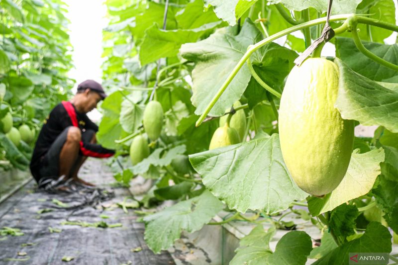 Bumkal Sumberharjo Sleman Kembangkan Melon Premium di Lahan 2,5 Hektare