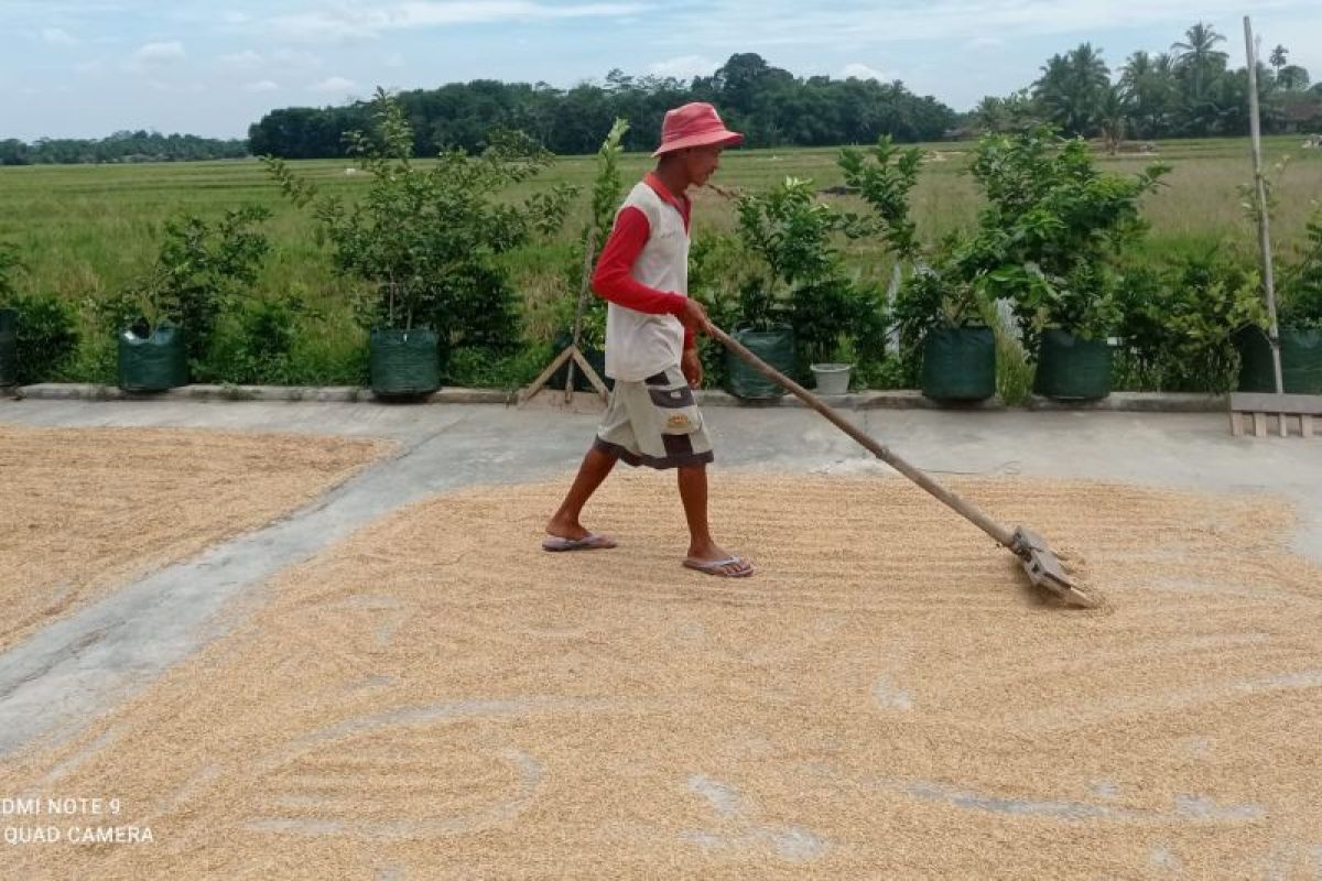 Stok Beras Lebak Surplus 172.460 Ton untuk 13 Bulan, Disketapang Pastikan Harga Bahan Pokok Stabil saat Kemarau