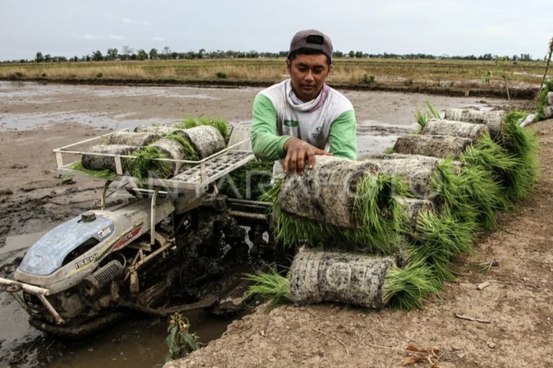 Pemprov Kalteng Targetkan 14.017 Hektare Lahan Pertanian Modern pada 2026, Produktivitas Padi Dikejar 10 Ton per Hektare