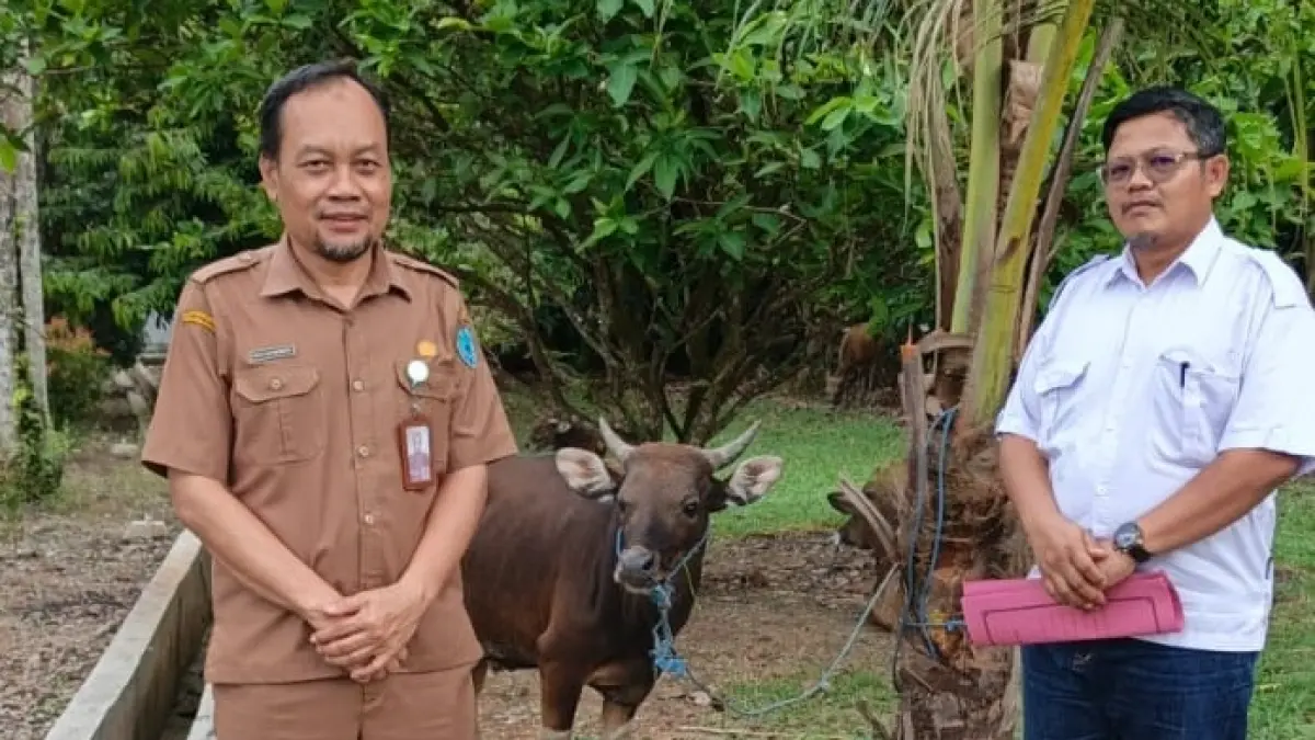 PT KTA Serahkan Satu Ekor Sapi Kurban untuk Warga Lamandau, Hewan Ternak Disembelih di Hari Raya Iduladha 1447 H