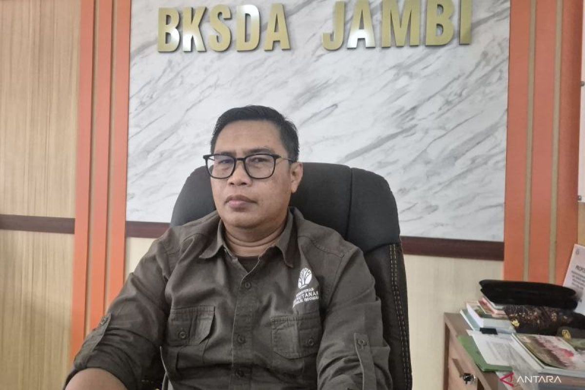 BKSDA Jambi dan Gakkum Selidiki Kematian Anak Gajah Sumatra di Konsesi PT LAJ Tebo, Temukan Zat Asing di Hasil Uji Laboratorium