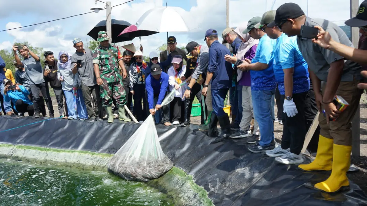 Pemkab Kotabaru Panen Perdana Udang Vaname di Tambak Modern Pulau Laut Timur, Target 50 Ton Per Siklus
