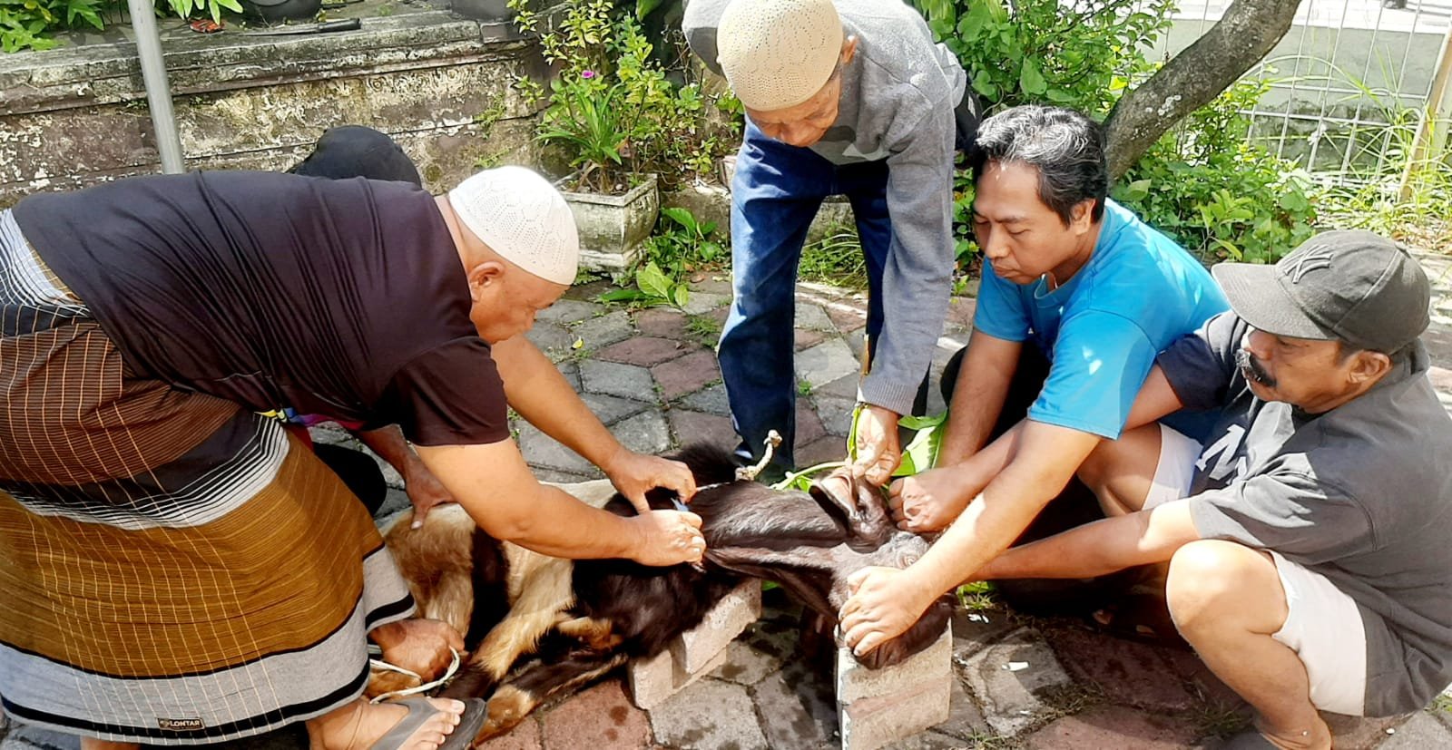 STIE AMM Mataram Potong Hewan Kurban di Iduladha 1447 H, Daging Dibagikan ke Warga Sekitar Kampus