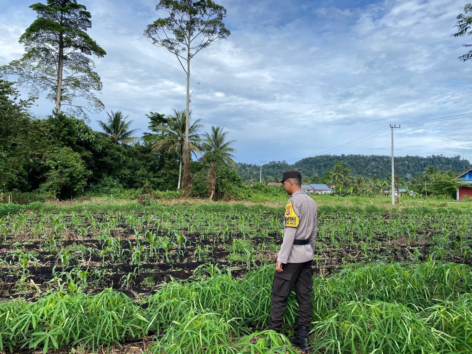 Bripda Hamzyadi dan Kelompok Tani Rawa Indah Tanam 5 Kg Bibit Jagung di Lahan 1 Hektare, Target Panen Agustus 2026