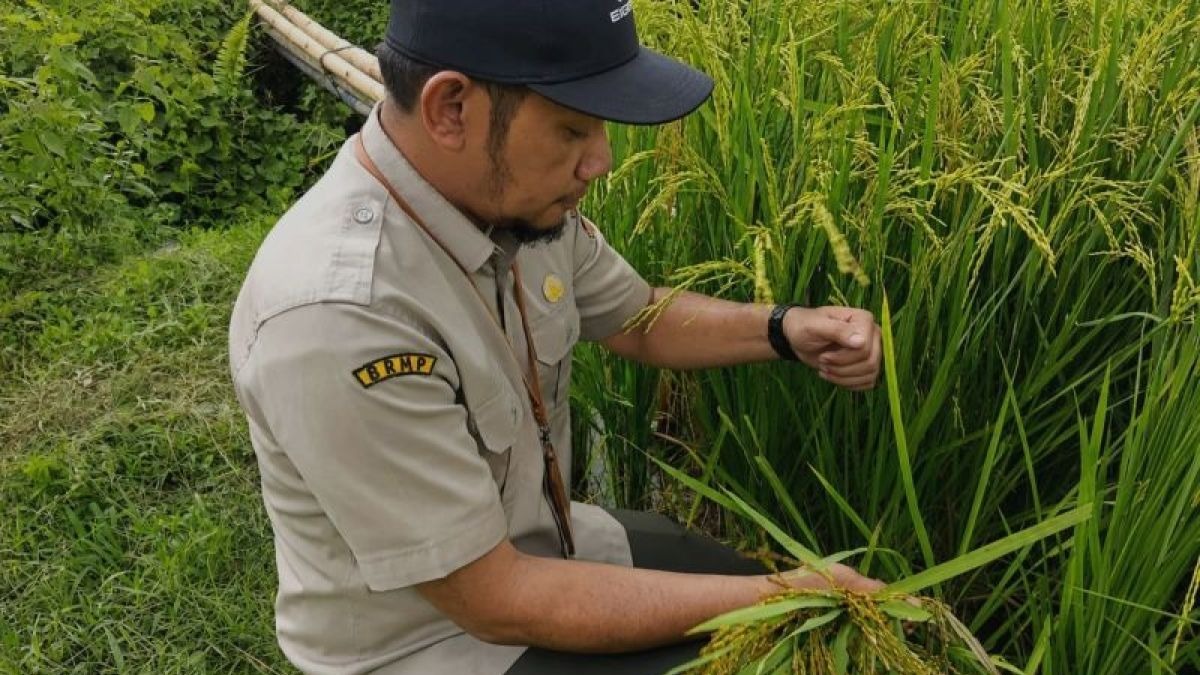BRMP Aceh Seleksi 6 Hektare Tanaman Benih Padi Inpari 32 di Aceh Jaya, Target 15 Ton