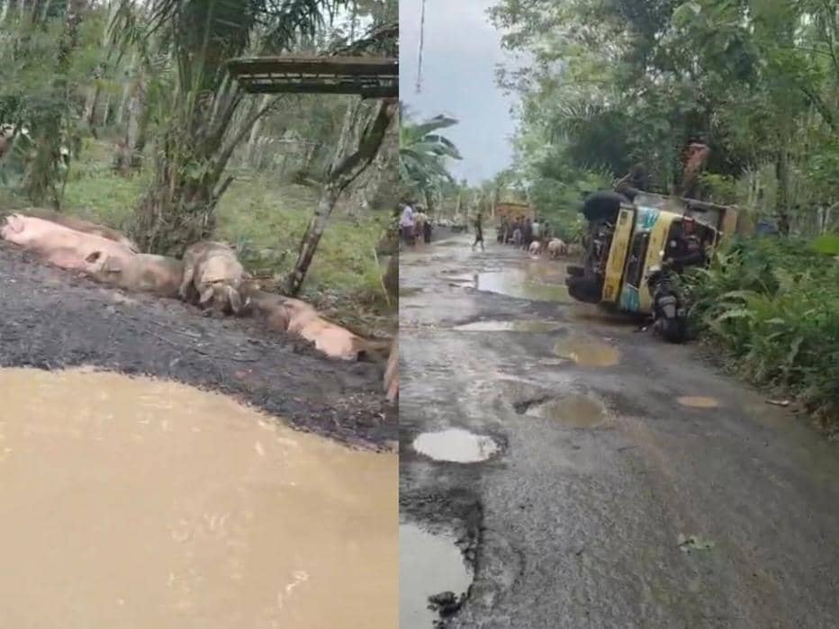 Truk Muatan 100 Ekor Babi Terguling di Jalan Rusak Way Kanan, Puluhan Ternak Berkubang di Lubang
