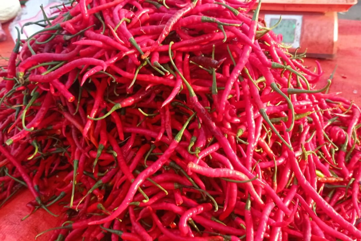 Harga Cabai di Pasar Rangkasbitung Naik Rp300-Rp500 per Kg, Disperindag Lebak Sebut Permintaan Meningkat