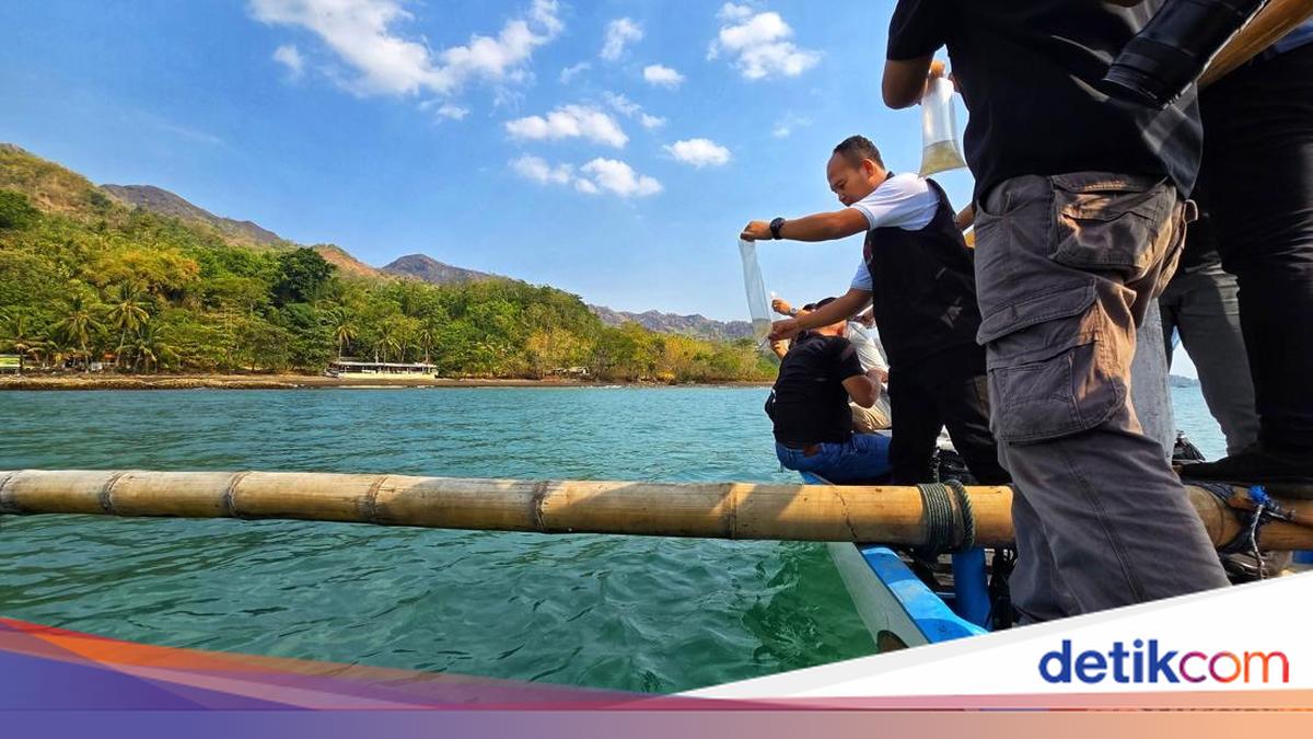 60 Ribu Benih Lobster Ilegal Gagal Diselundupkan di Sukabumi, Satu Pelaku Diamankan Polisi
