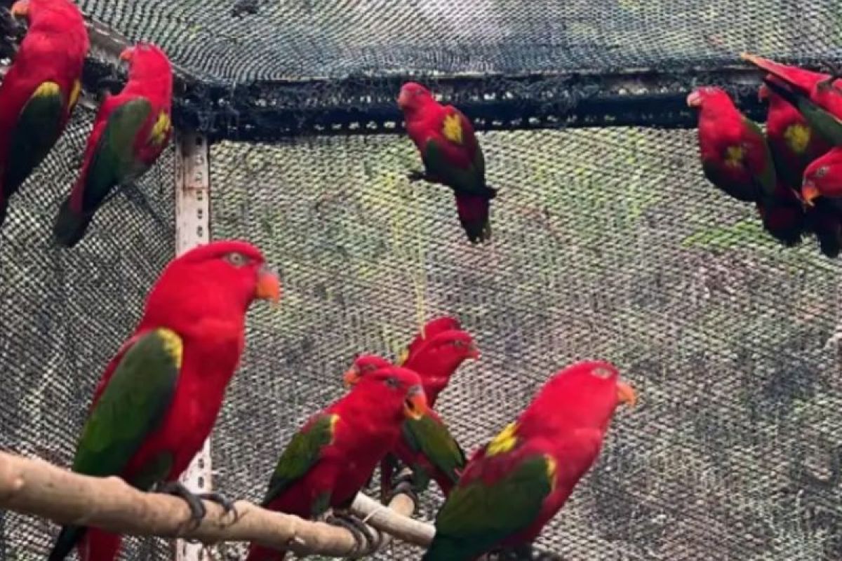 BKSDA Maluku Lepasliarkan 36 Satwa Liar di Hutan Desa Daeo Majiko Pulau Morotai