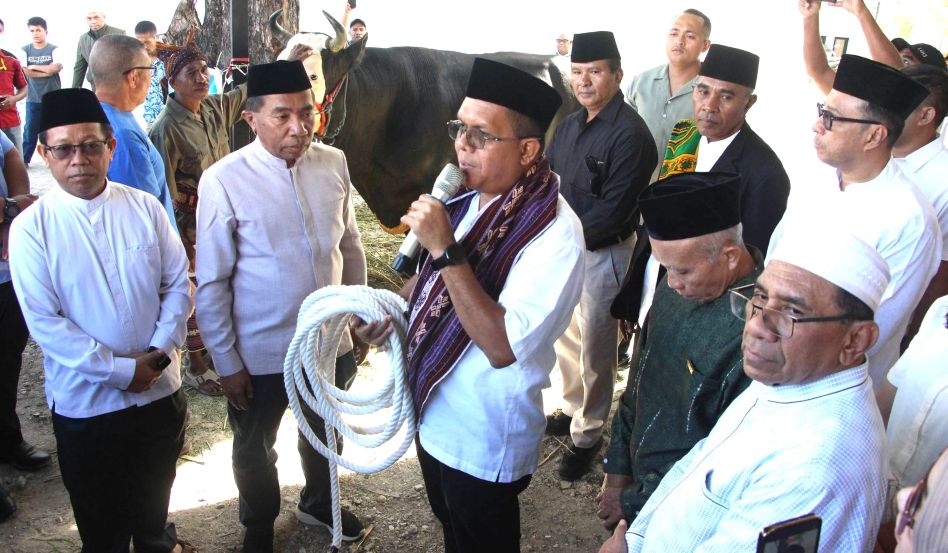Gubernur NTT Serahkan Sapi Kurban Presiden Prabowo di Kampus Muhammadiyah Kupang, Bobot Capai 1,1 Ton