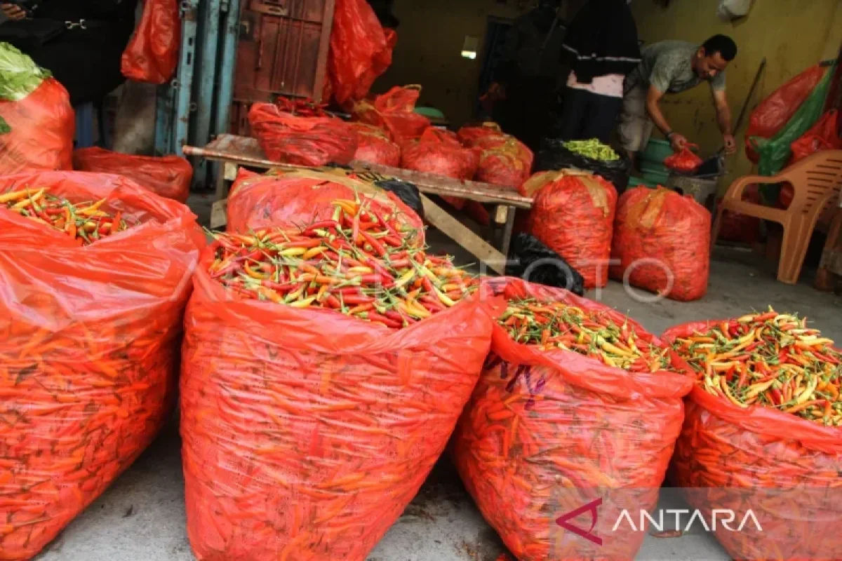 Harga Cabai di Sulsel Meroket dari Rp 50 Ribu ke Rp 85 Ribu per Kilogram Akibat El Nino