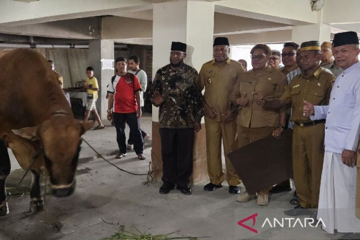 Pemprov Papua Bagikan 15 Ekor Hewan Kurban ke Seluruh Kabupaten dan Kota, Idul Adha 1447 H Jadi Momen Perkuat Toleransi
