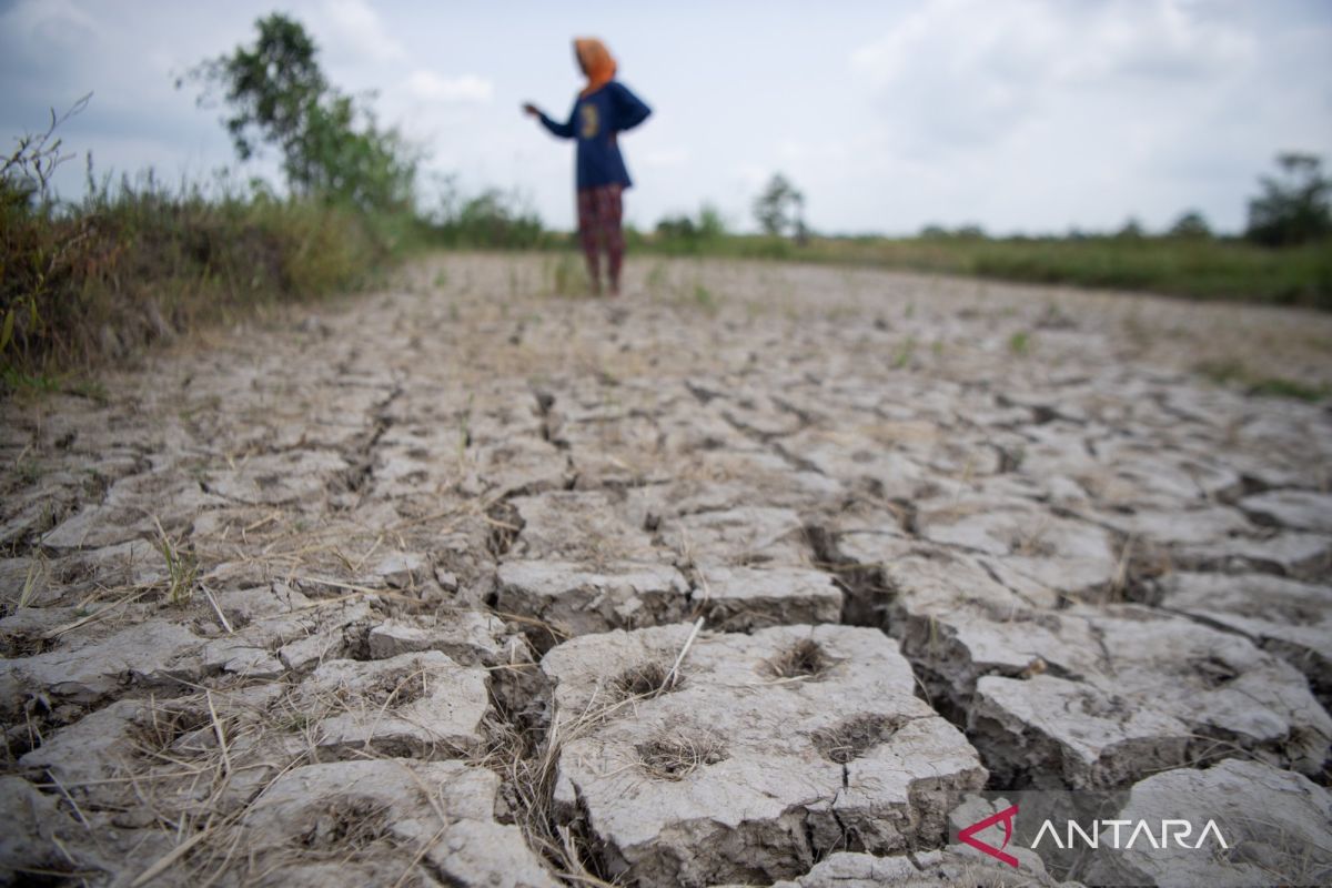 El Nino Kuat Keringkan Sumsel hingga September, BMKG Ingatkan Risiko Karhutla di 17 Kabupaten Kota