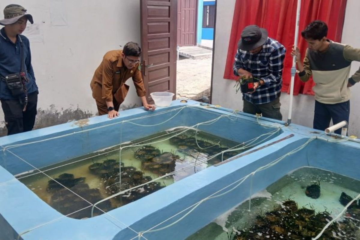 Riset Brida Kaltim Ungkap Potensi Ekonomi Karbon Biru Lamun Rp5,78 Miliar di 7.225 Hektare Padang Lamun