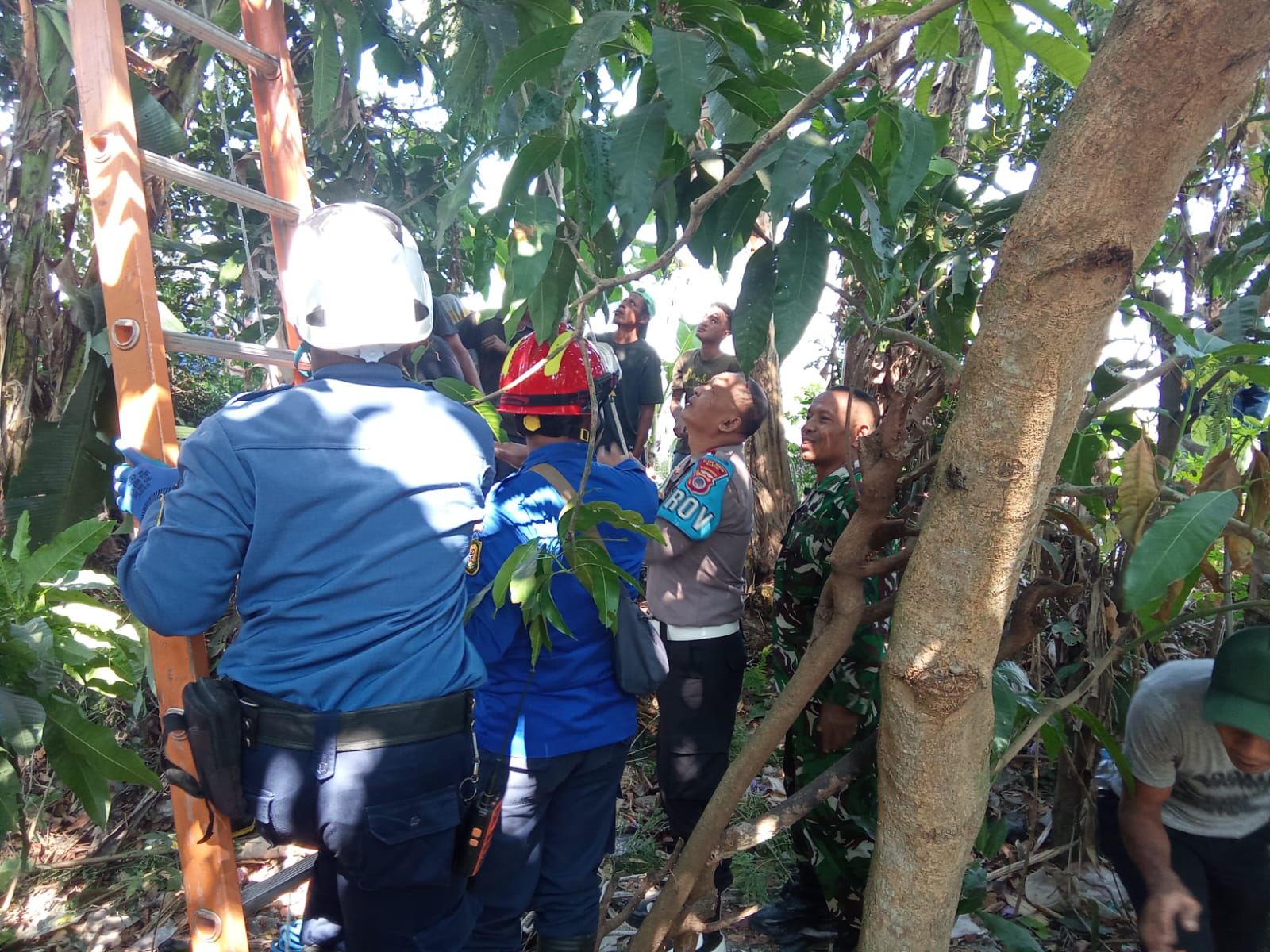 Buruh Tani di Bantul Tewas Tersengat Listrik Saat Potong Ranting Pohon untuk Pakan Ternak