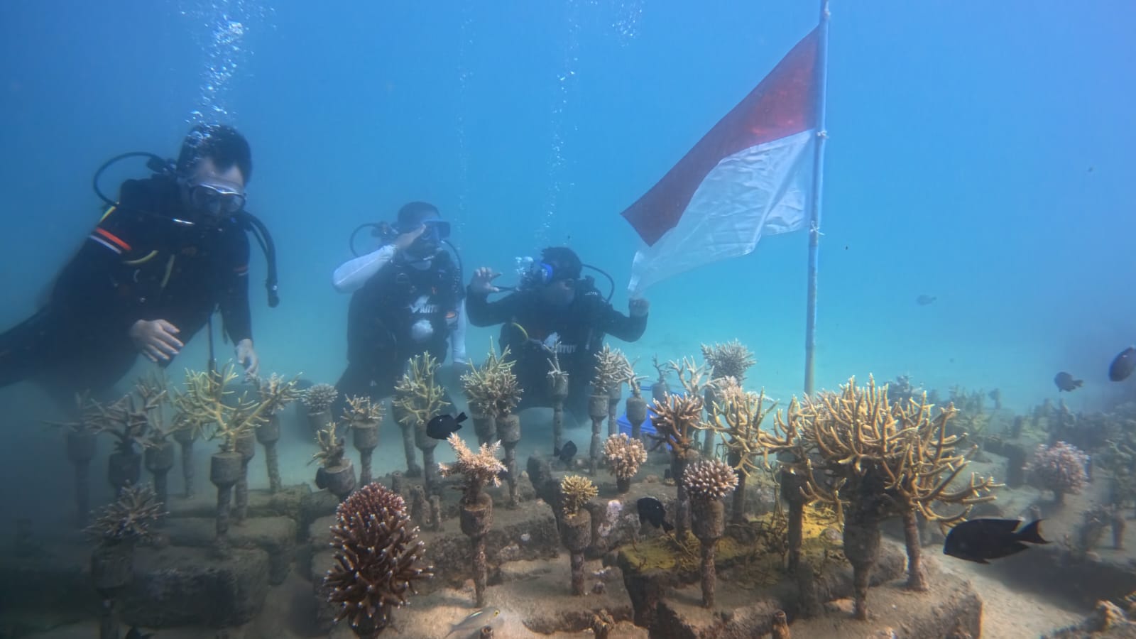 HUT ke-81 RI, Komunitas Selam Gorontalo Tanam 81 Bibit Terumbu Karang di Botutonuo