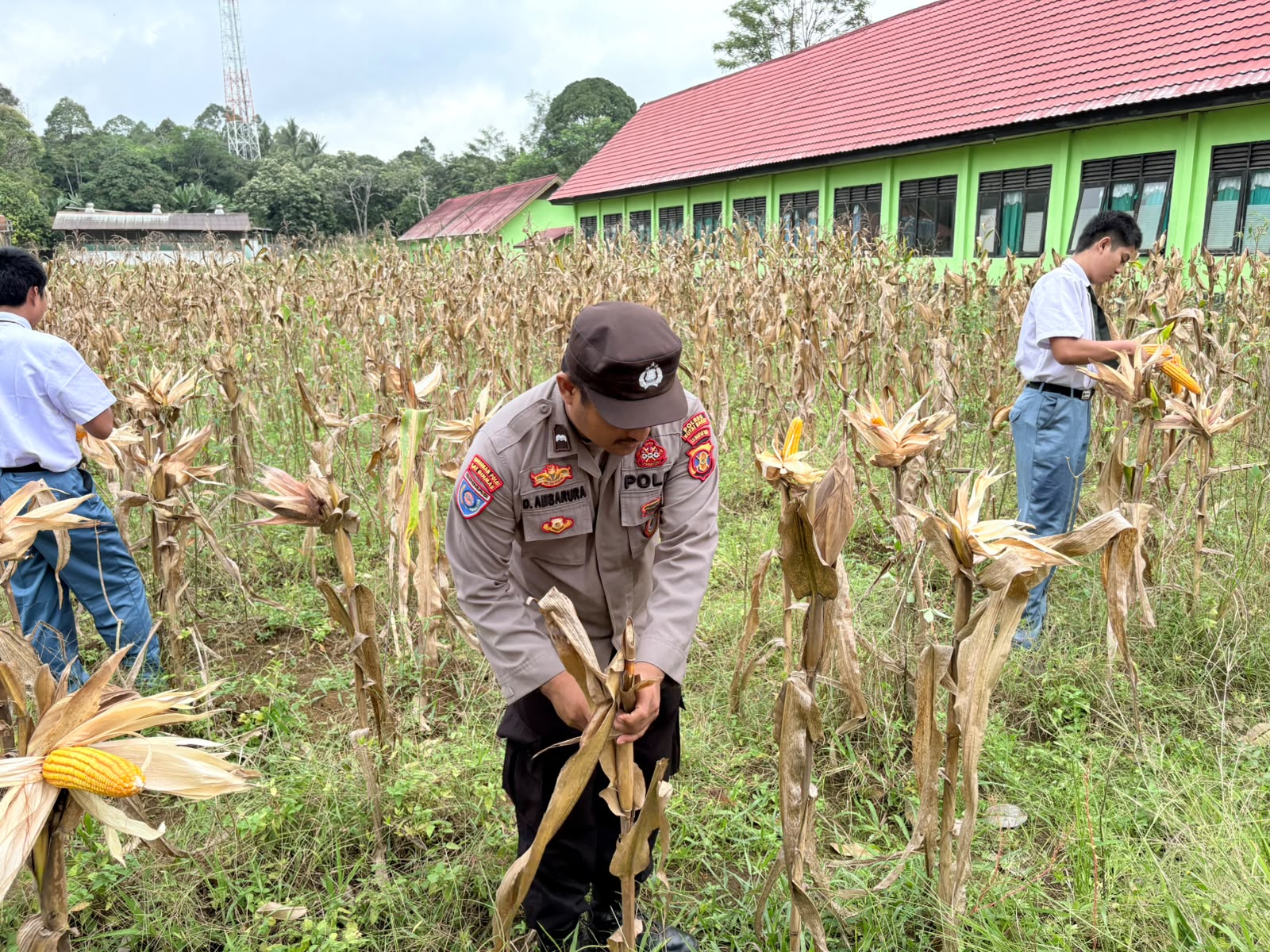 Polsek Barong Tongkok dan SMK Pertanian Panen 200 Kg Jagung di Kutai Barat, Wujud Sinergi Ketahanan Pangan