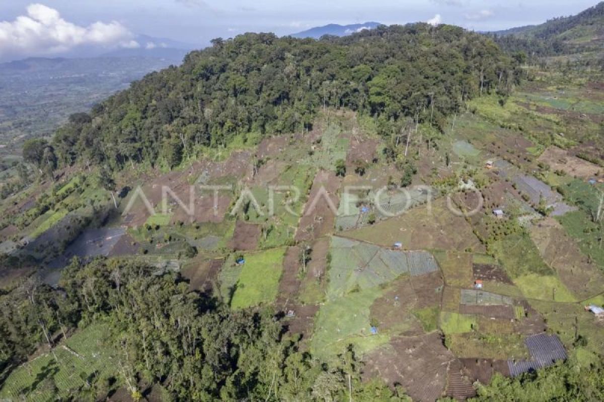 Balai Besar TNKS Tanam Pohon Batas 15 Kilometer di Kaki Gunung Kerinci untuk Hentikan Perluasan Kebun Sayur Liar
