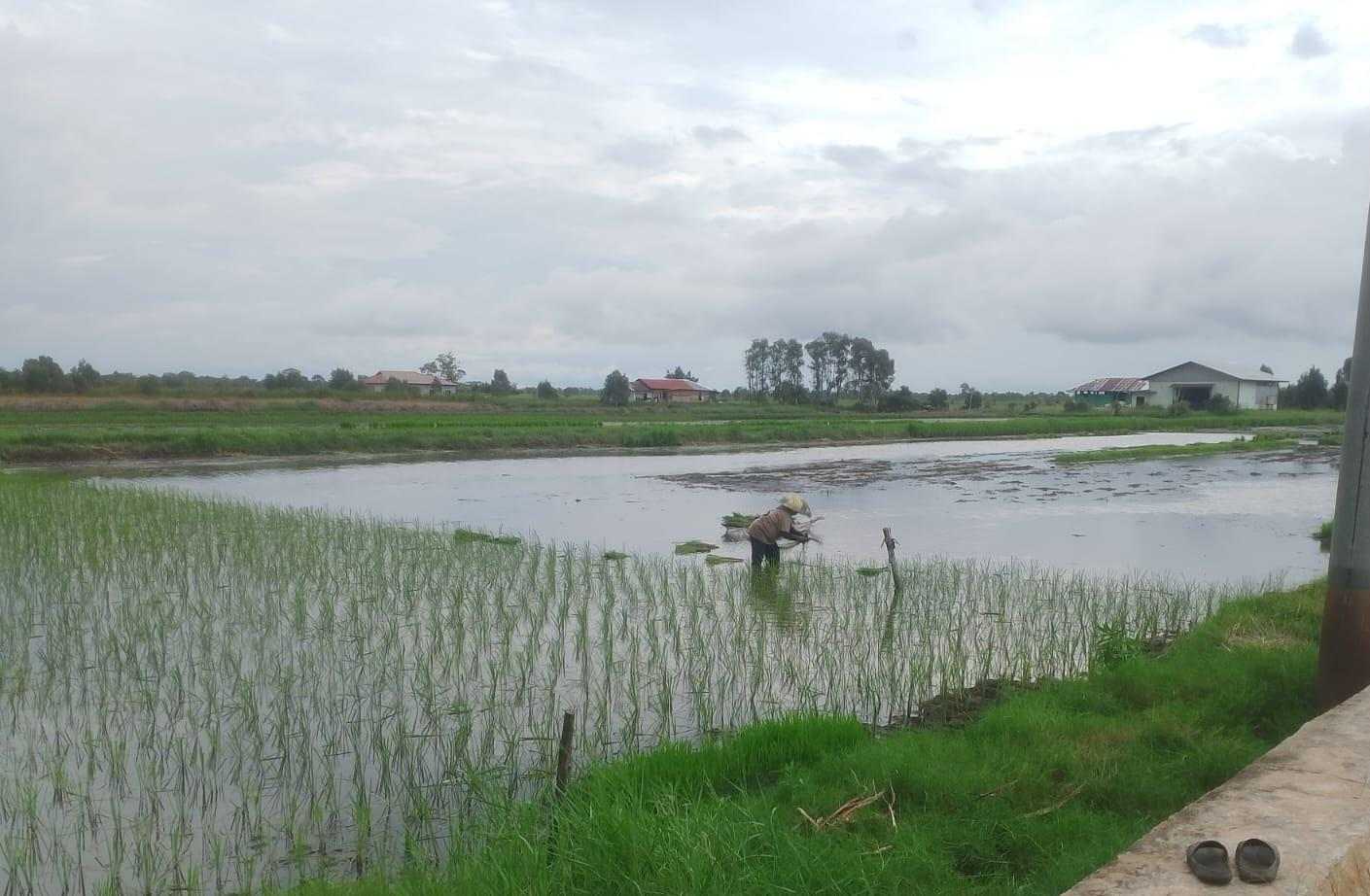 Banjir Tahunan dan Harga Solar Tinggi Jadi Kendala Petani di Jejangkit, Camat Minta SPBU Khusus Dibangun