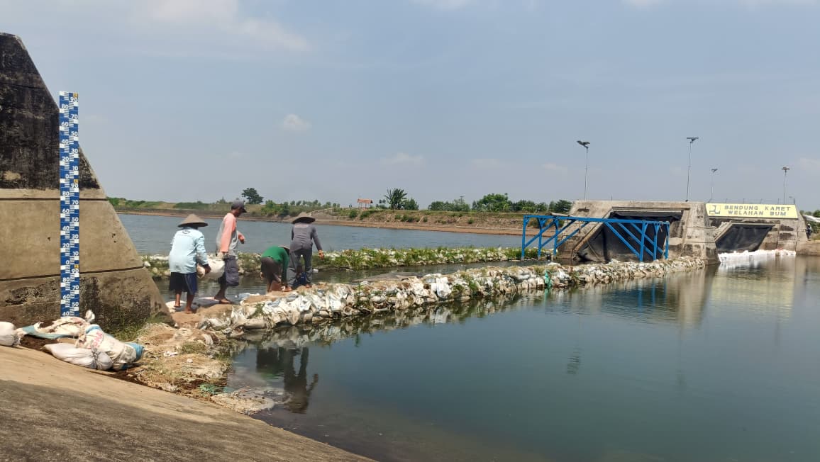 Bendungan Bongpes Rusak, Air Asin Ancam 1.130 Hektare Sawah di Jepara, Petani Teriak Minta Tanggul Darurat