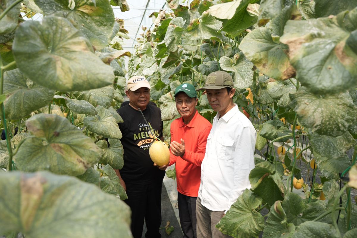 Bumkal Sumberharjo Prambanan Sleman Panen Perdana Melon Premium, Optimalkan Lahan Kas Kalurahan