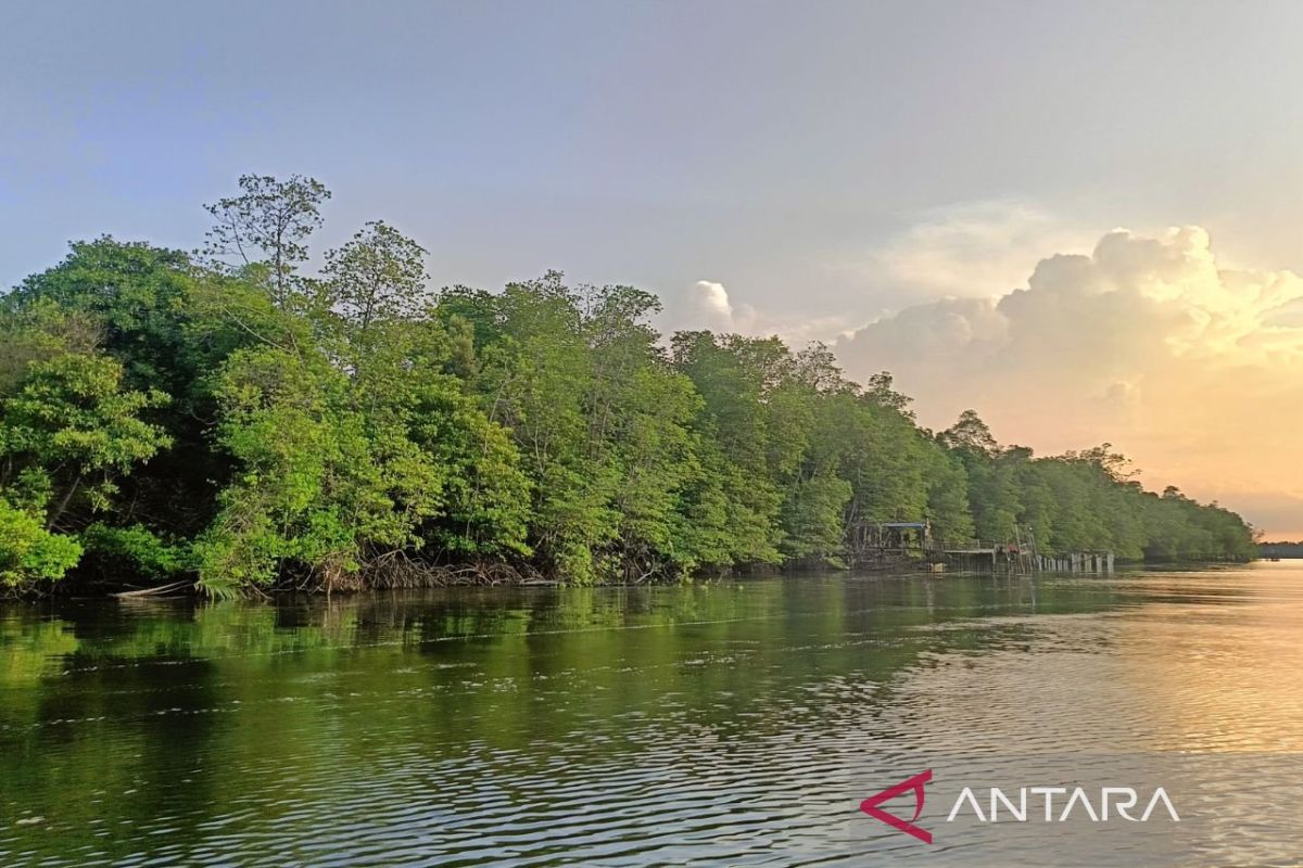 Pemprov Kaltim Susun Rencana Pengelolaan Mangrove 2026, Targetkan 240 Ribu Hektare Hutan Bakau Jadi Penyerap Karbon