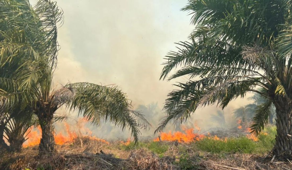 305,4 Hektare Lahan di Sumsel Terbakar Sepanjang Januari-Mei 2026, Muara Enim Catatkan Karhutla Terluas