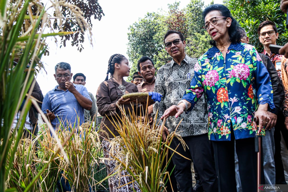 Petani Kota Yogyakarta Panen Padi di Lahan Sempit, Hasil Gabah 0,087 Gram per Galon