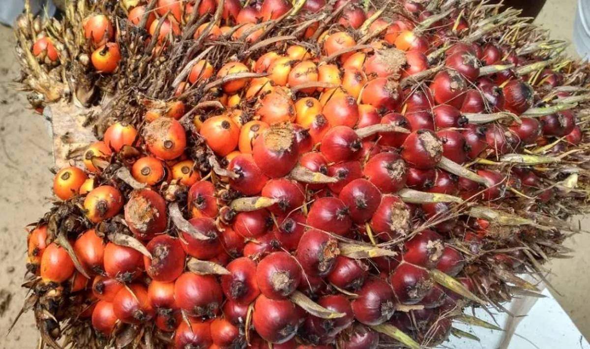 Harga TBS Sawit Petani Mitra di Sumut Naik Rp159/Kg, Berikut Rincian Lengkap per Umur Tanaman