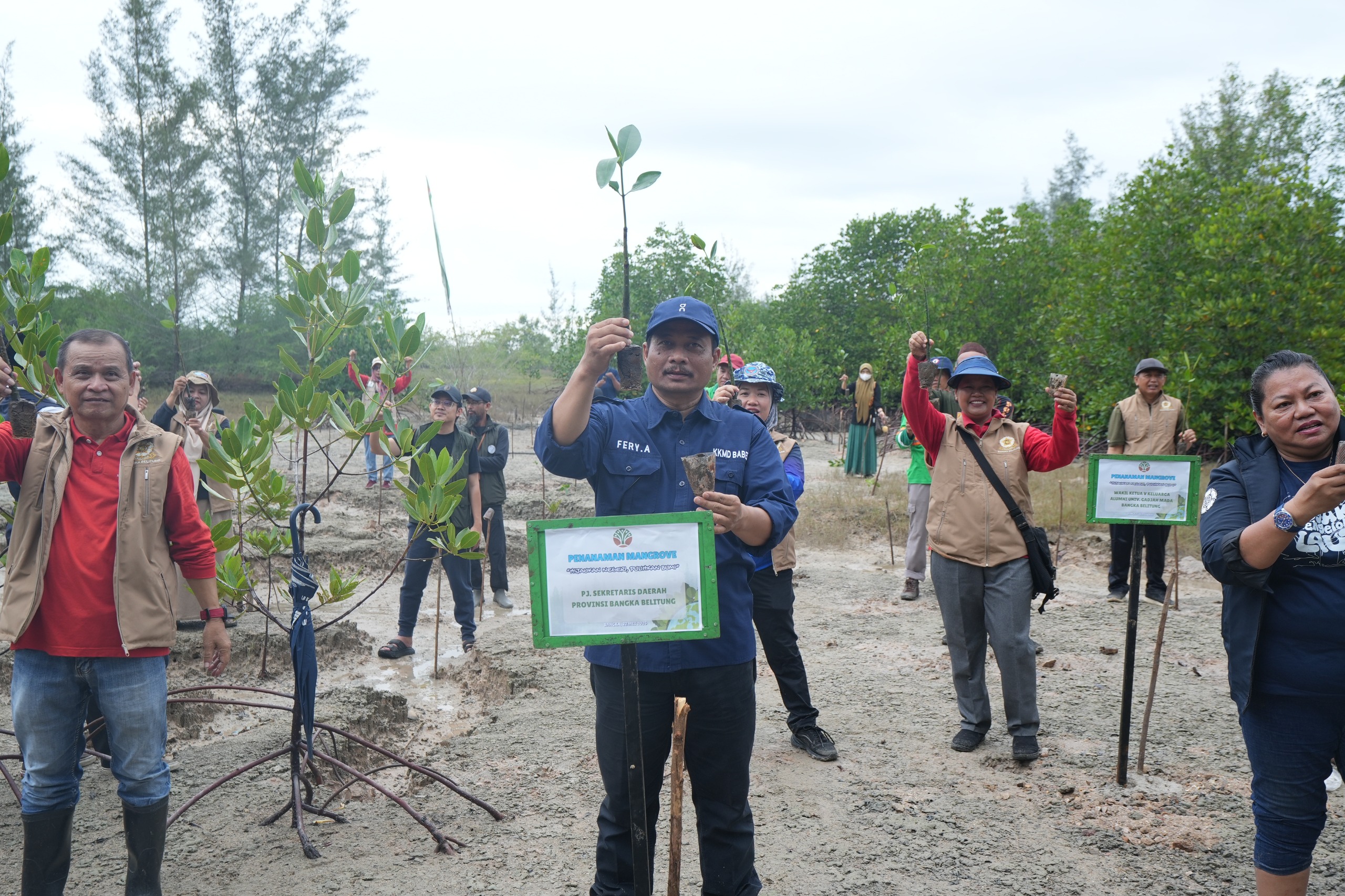 Tanam 2.000 Mangrove di Bekas Lahan Tambang Bangka, Pemprov Babel Targetkan Pemulihan Penuh Pesisir Batu Ampar
