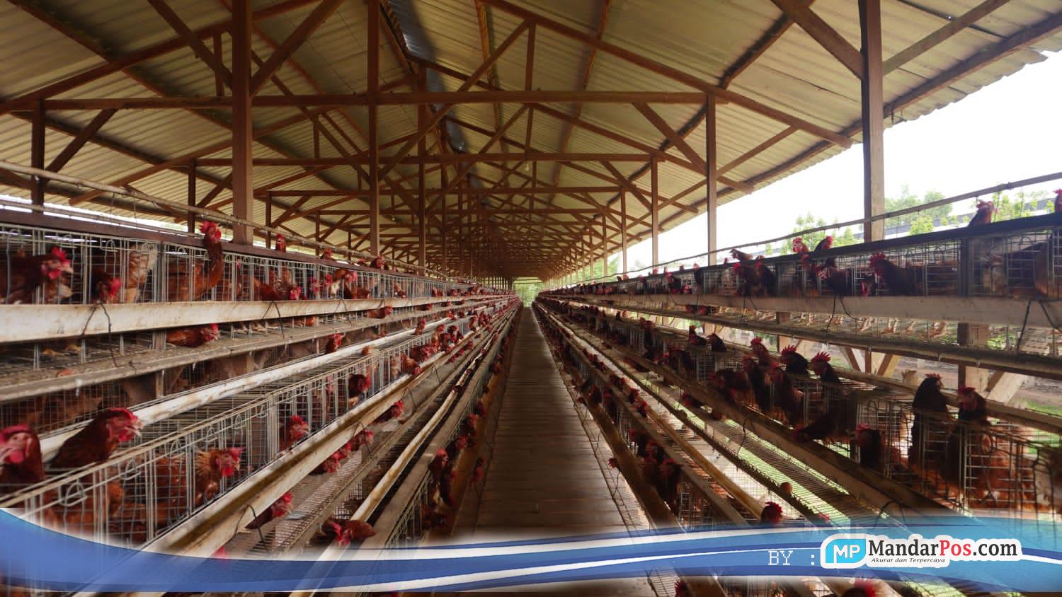 Kandang Ayam Petelur di Mamuju Kembali Dikeluhkan Warga, Lalat dan Bau Busuk Serbu Pemukiman Ganno