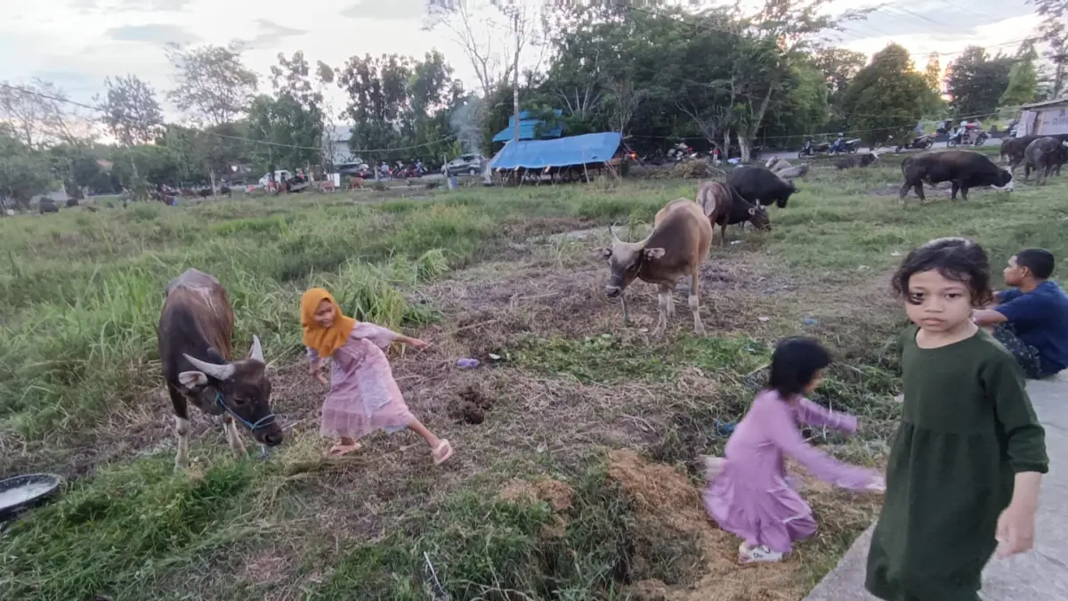 DLH Kotim Larang Warga Buang Darah dan Jeroan Hewan Kurban ke Drainase, Ini Risiko Lingkungannya