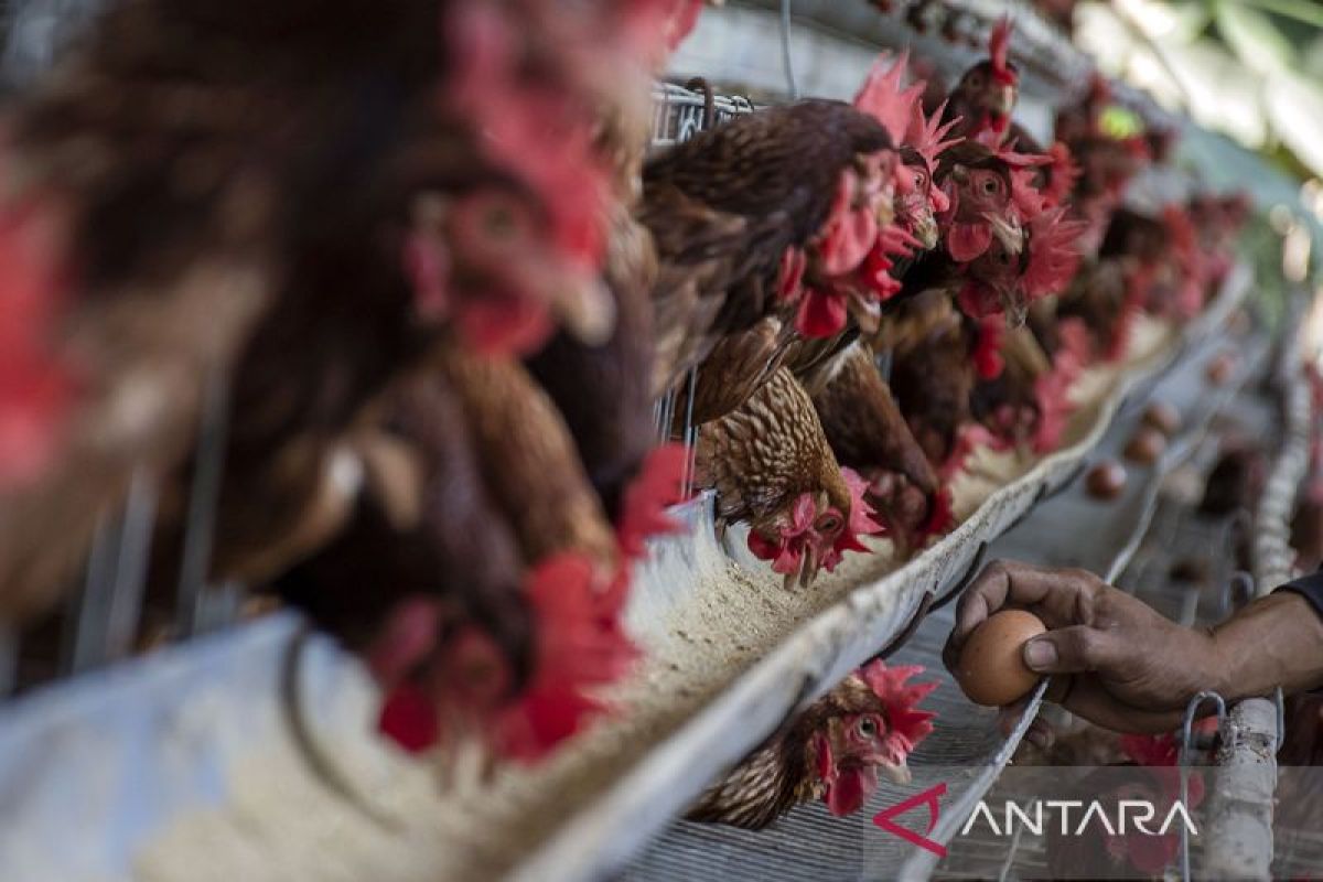 Pemerintah Tetapkan Harga Acuan Telur Ayam Ras Rp24.000 Per Kilogram, Berlaku 15 Juli 2026 untuk Selamatkan Peternak Rakyat