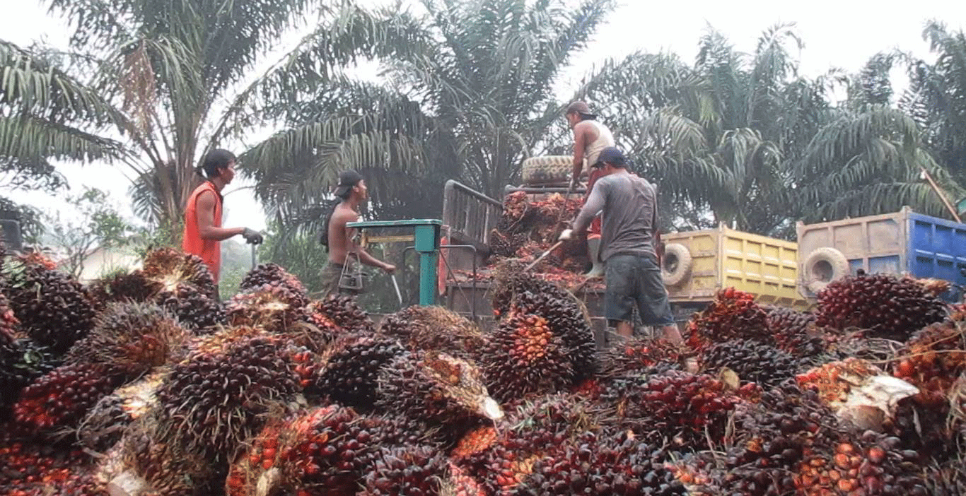 Harga TBS Sawit Anjlok, Pemprov Kalbar Terbitkan Edaran Pengawasan Pembelian di Pabrik